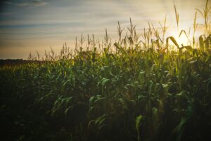 Maximizing Yield with Smart Mid-Season Irrigation Strategies