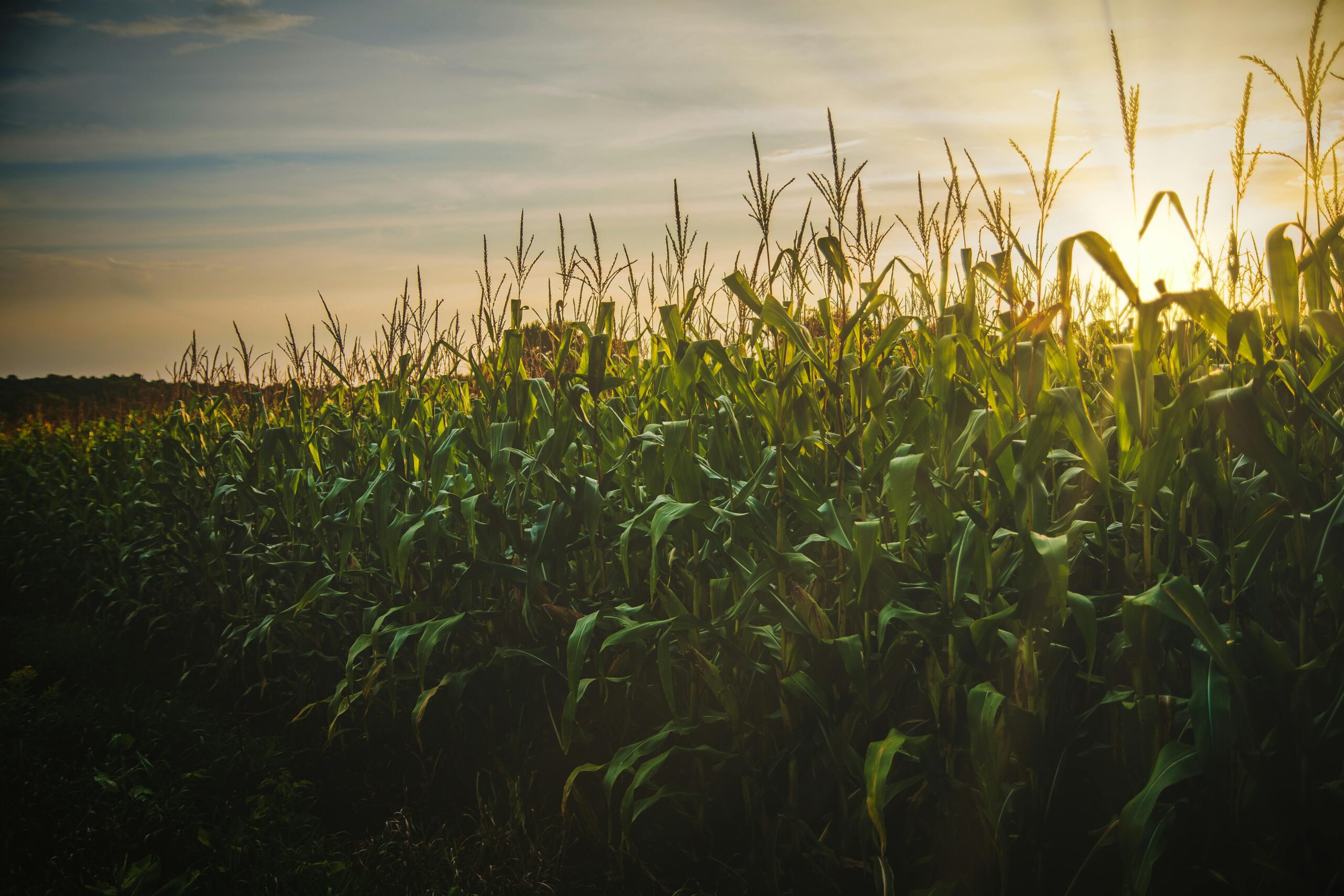 Maximizing Yield with Smart Mid-Season Irrigation Strategies
