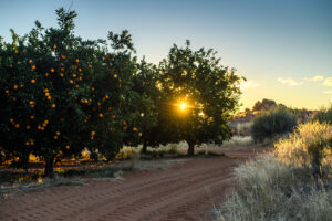 Grapefruit producers cut water costs by 68% while increasing profits 14% with CropX irrigation