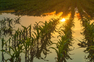 Nitrogen Leaching is a Timing Problem